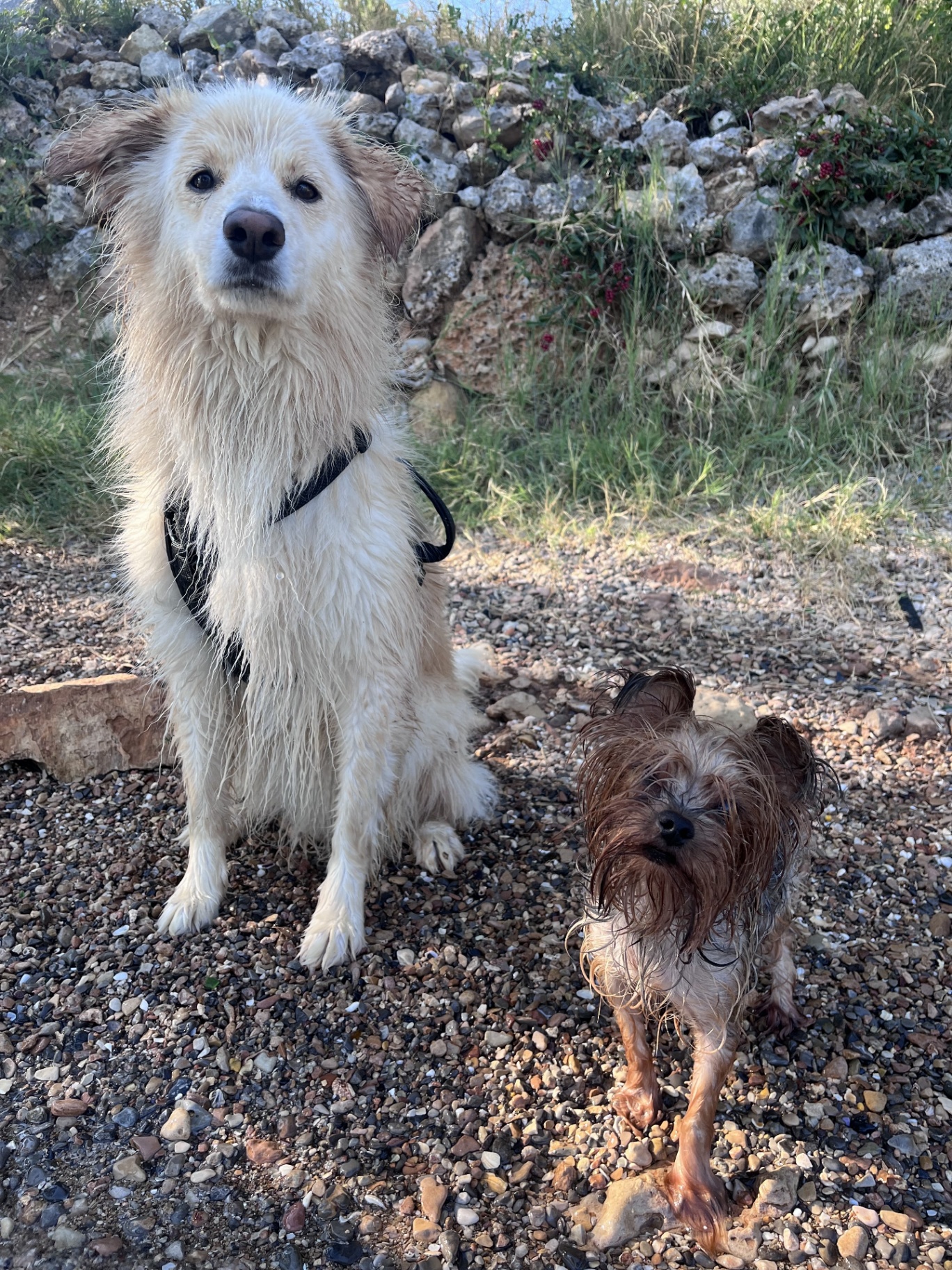 Zara the Yorkie and Grigor the Golden Retriever sharing a moment with a NUMI cup